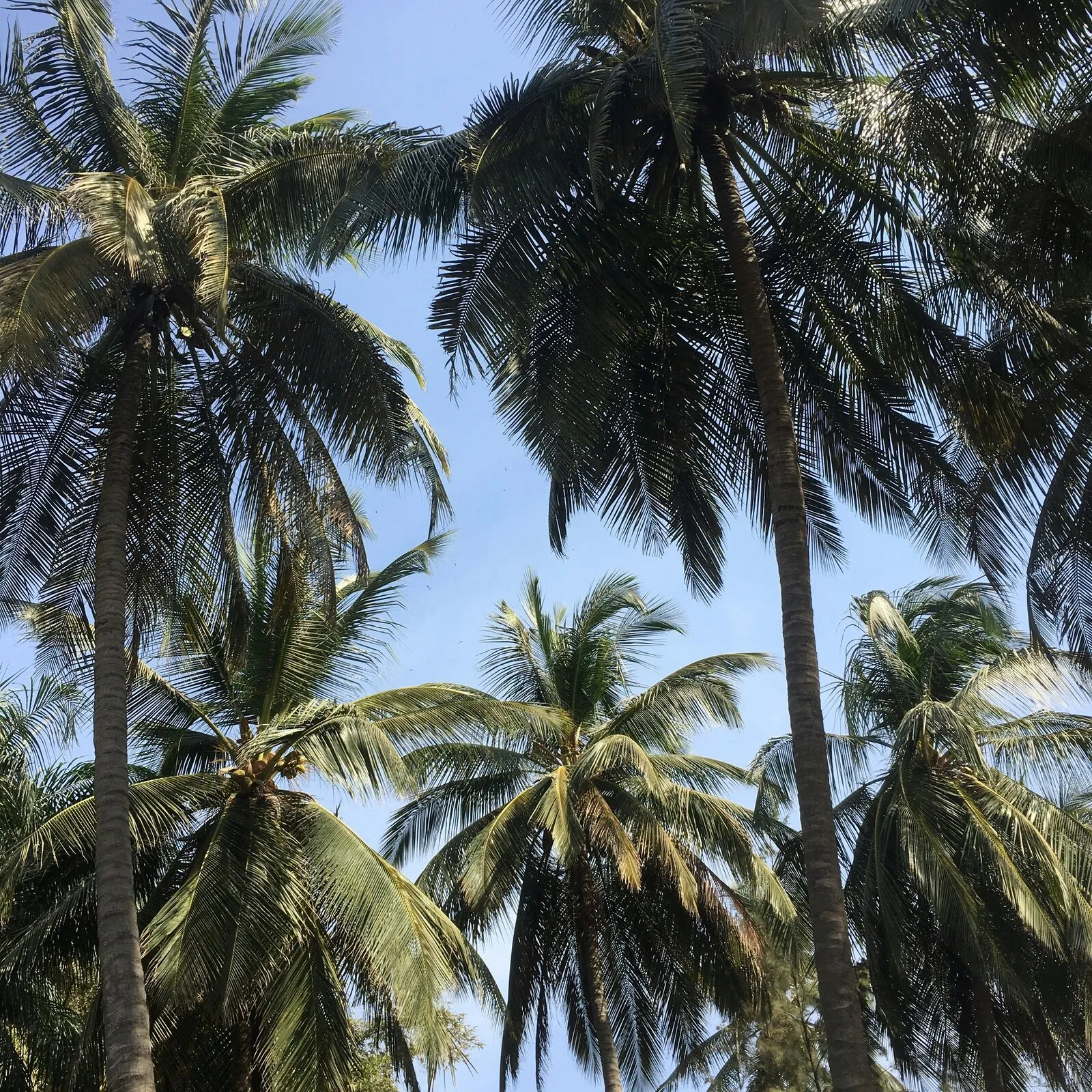 Sous les cocotiers
